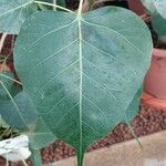 Ficus religiosa Folha