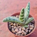 Aloe variegata Φύλλο