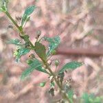 Scoparia dulcis List