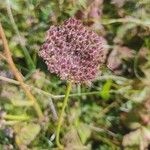 Daucus carotaLorea