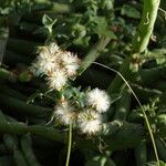 Senecio articulatus 果實