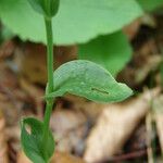 Epipactis persica 叶