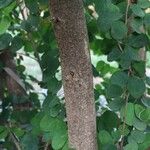Bauhinia natalensis 树皮
