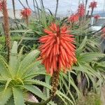 Aloe arborescens Flor