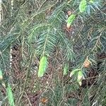 Picea morrisonicola Leaf