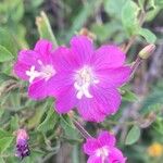 Epilobium hirsutum Floro