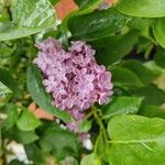 Syringa persica Flor