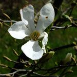 Magnolia kobus 花