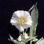 Physalis acutifolia फूल
