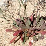 Limonium companyonis Likasa