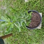 Adenium obesumപുഷ്പം