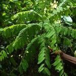 Dalbergiella welwitschii Hoja