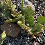 Opuntia littoralis List