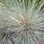 Festuca valesiaca পাতা