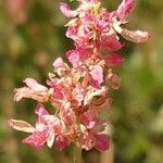 Rumex scutatus Кветка