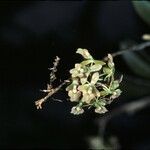 Epidendrum anceps പുഷ്പം