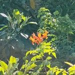 Tecomaria capensis Blüte