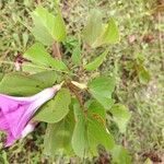 Ipomoea asarifolia Leaf