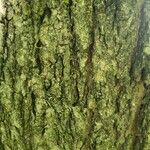 Acer saccharum 樹皮