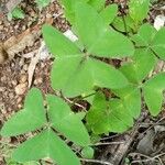 Oxalis latifolia पत्ता