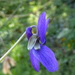 Viola odorata Flower