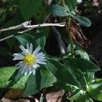 Symphyotrichum ontarionis Flower