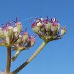 Seseli montanum Fruit