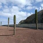 Pachycereus pringlei кора