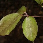 Bursera simaruba Leaf