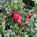 Cotoneaster microphyllus 果