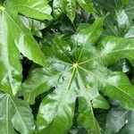 Fatsia japonicaBlad