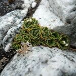 Draba lapaziana Habit