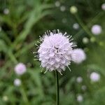 Succisella inflexa 花