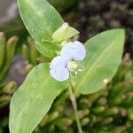 Commelina erecta Flower