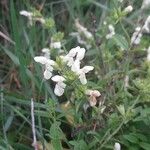 Stachys rectaFleur