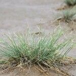 Puccinellia distans Natur