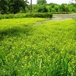 Ludwigia grandiflora Vekstform