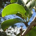 Ximenia caffra Ravina