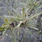 Rhamnus lycioides Folha