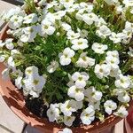Arabis caucasica Квітка