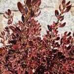 Coprosma repens List