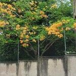 Delonix regia Хабит