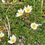 Dryas octopetala Φύλλο