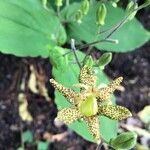 Tricyrtis latifolia Blomst