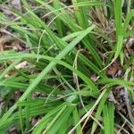 Carex pendula Leaf