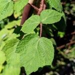 Rubus phoenicolasius Feuille