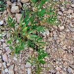 Tephrosia purpurea Habit