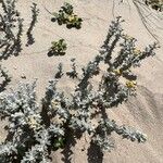 Achillea maritima Hàbitat