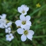 Saxifraga granulataЦвят