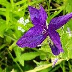 Salvia viridis Blüte